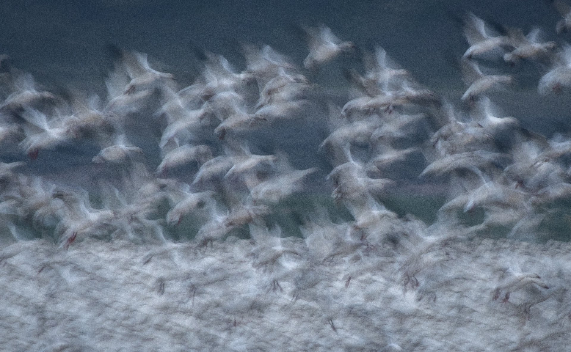 Snow Geese